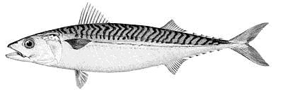 atlantic mackerel 3