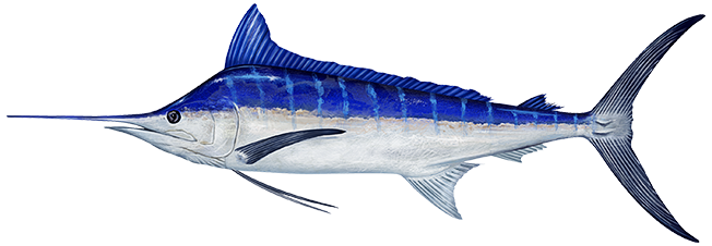 pacific blue marlin