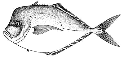 atlantic moonfish