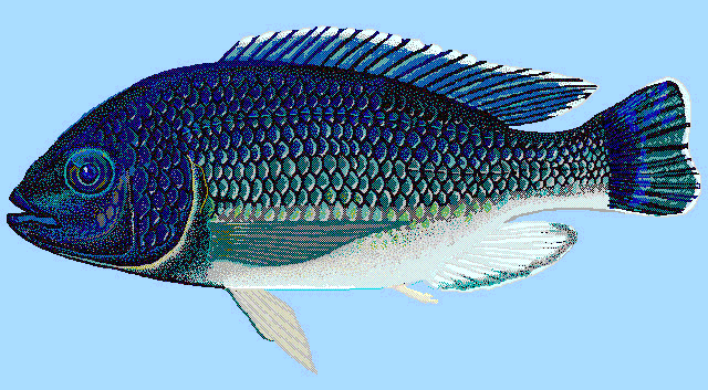 Oreochromis karongae  Lake Malawi blueBG