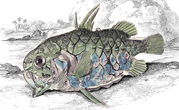 Monocentris japonicus  pinecone fish
