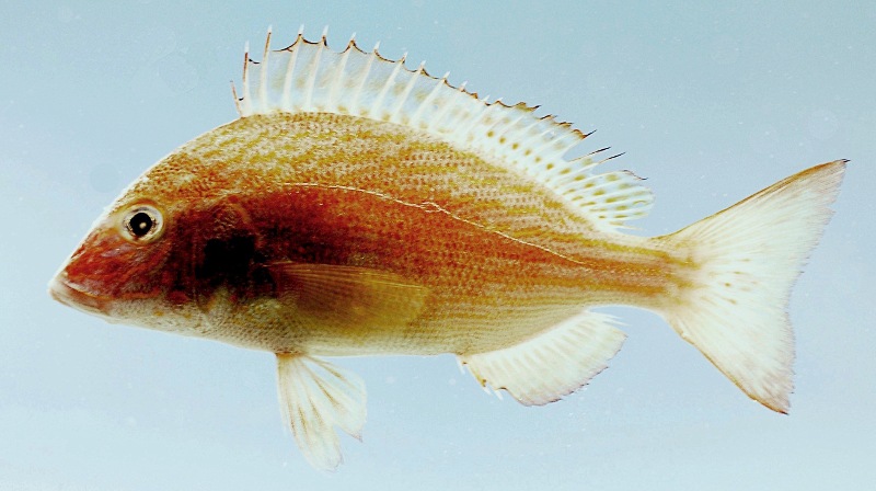 Pigfish  Orthopristis chrysoptera