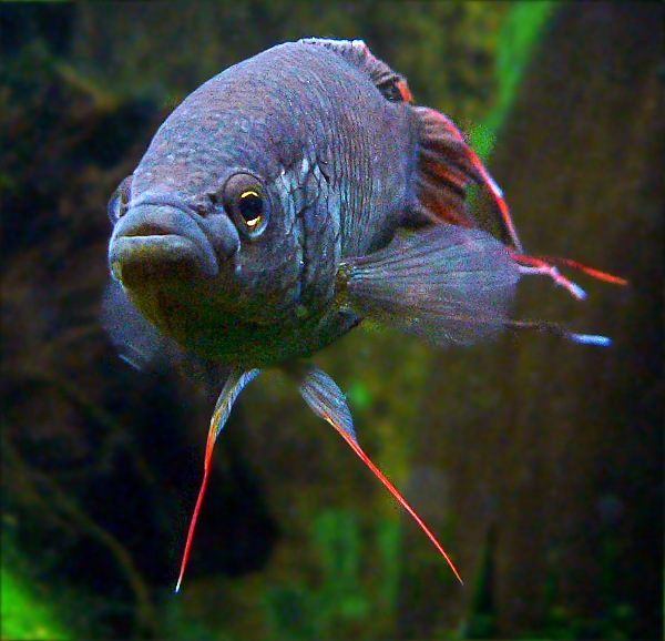 Red-backed paradisefish