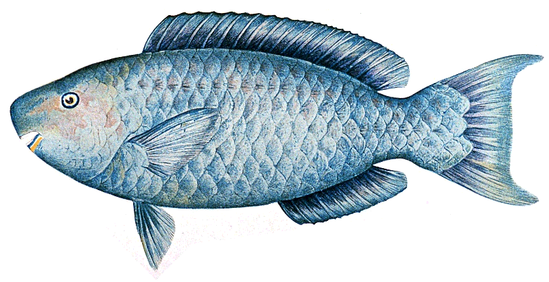 Blue parrot-fish  Scarus coeruleus