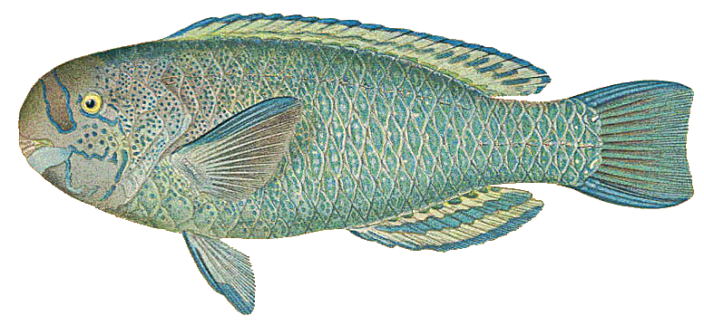 Parrotfish  Callyodon perpicillatus