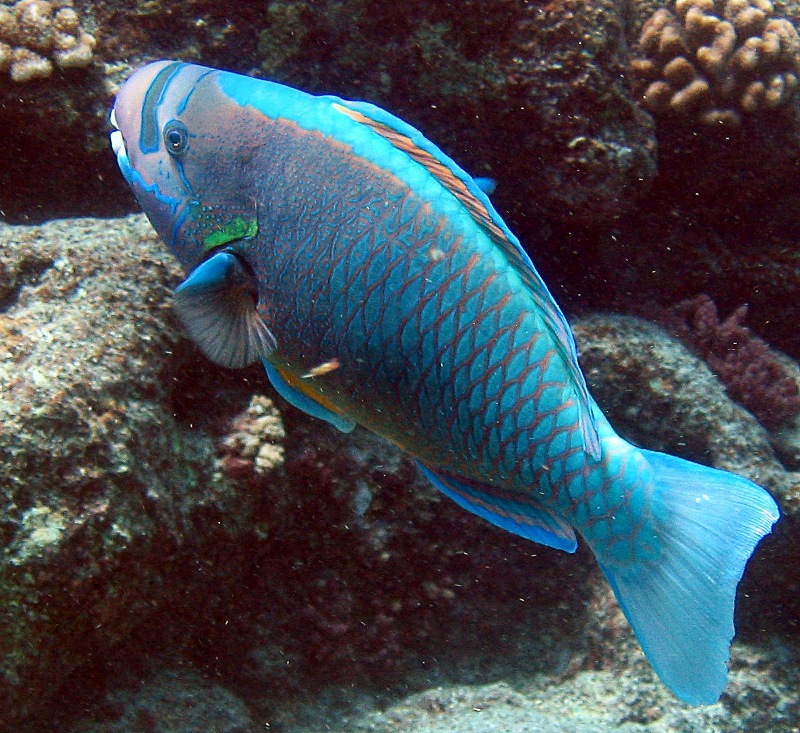 Parrotfish  Chlorurus perspicillatus