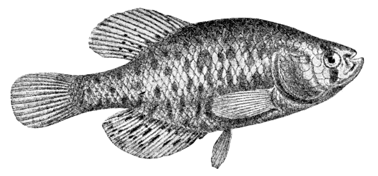 Argentine Pearl Fish  Cynolebias maculatus