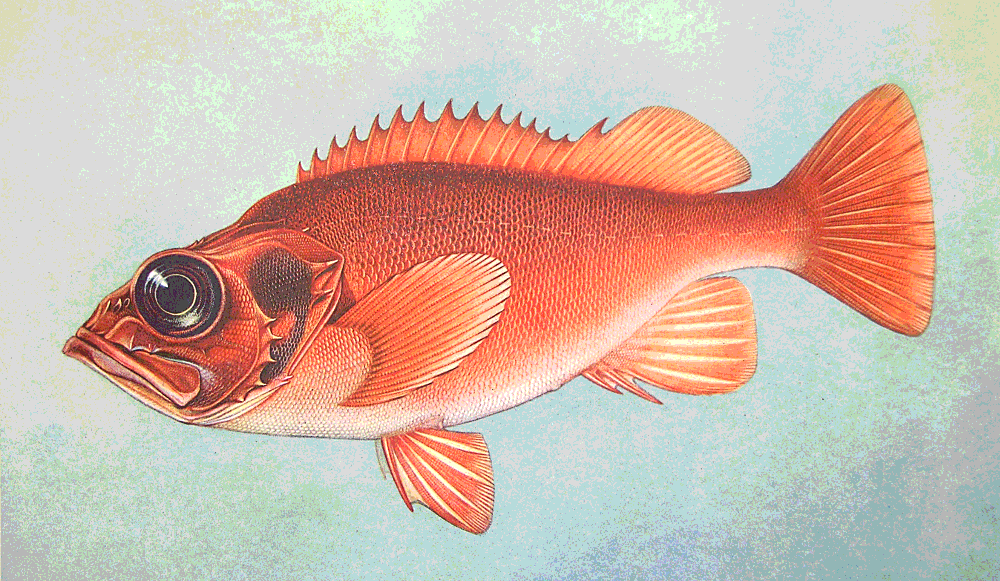 Ocean perch aka Rose fish