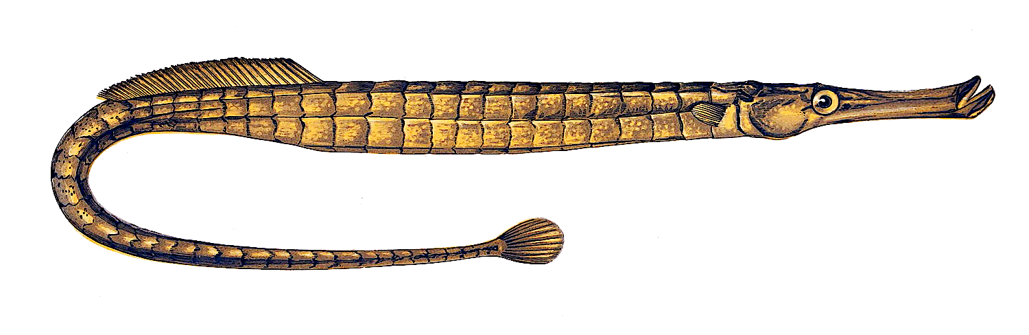 Broadnose Pipefish  Syngnathus typhle