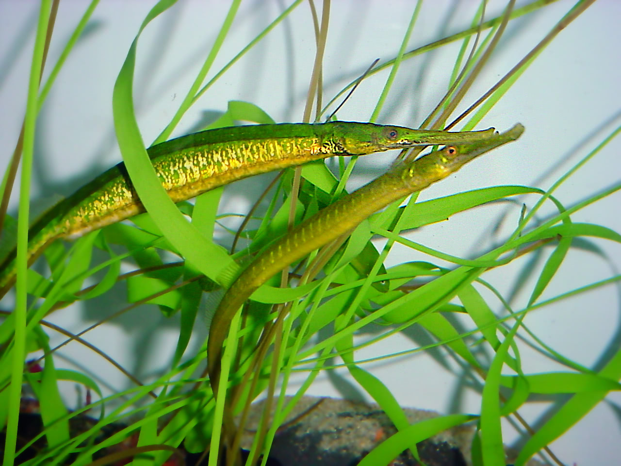 Green pipefish  Syngnathus taenionotus