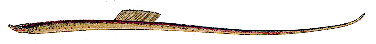 Worm pipefish  Nerophis lumbriciformis