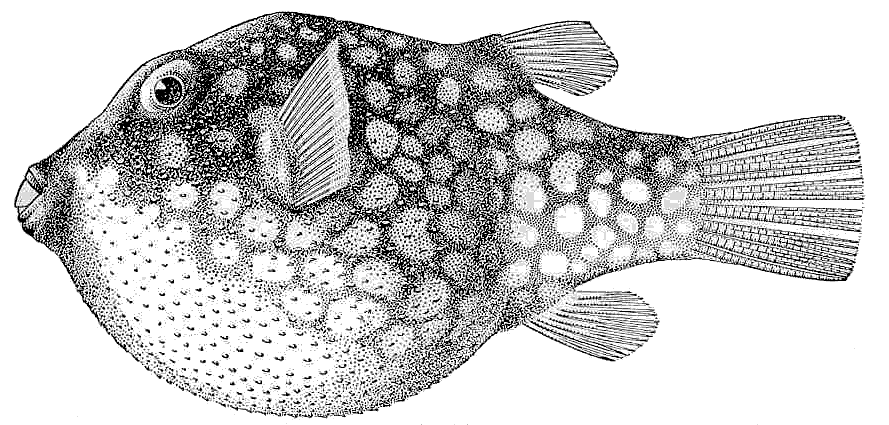 Puffer Fish  Canthigaster jactator