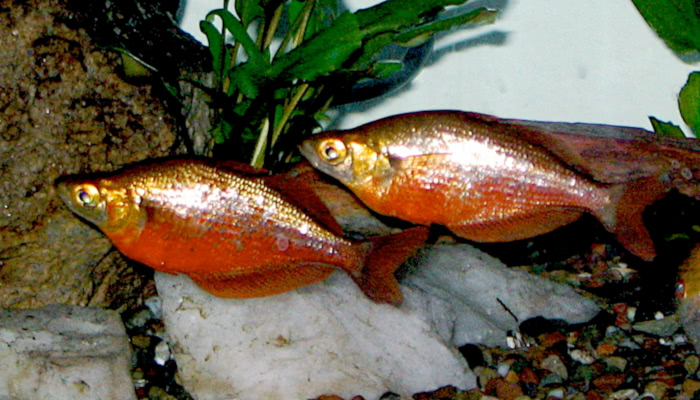Red rainbowfish  Glossolepis incisus