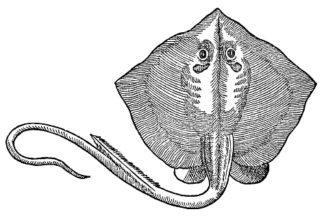 European Sting Ray  Pastinaca marina