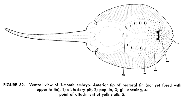 ANIMALS / AQUATIC / FISH / R / RAY SKATE - Public Domain ... diagram of fish gland 
