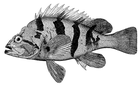 rockfish/