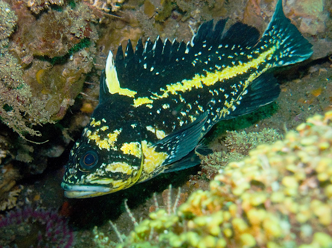 China rockfish  Sebastes nebulosus