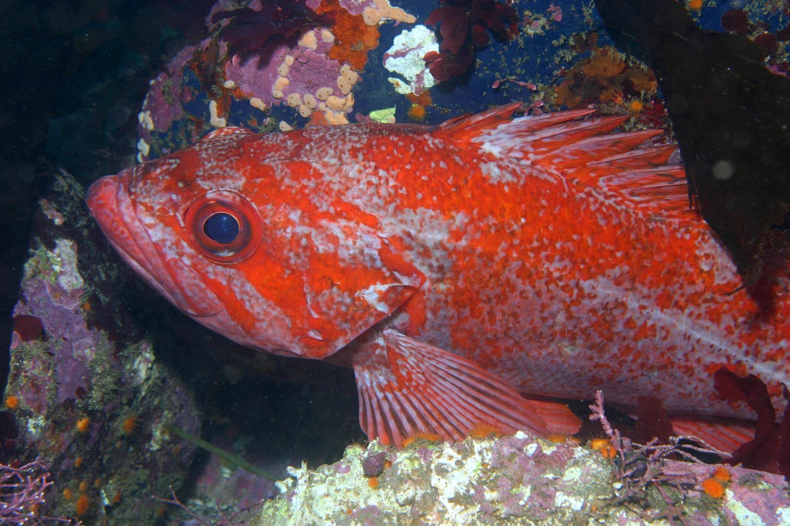 Vermilion rockfish  Sebastes miniatus