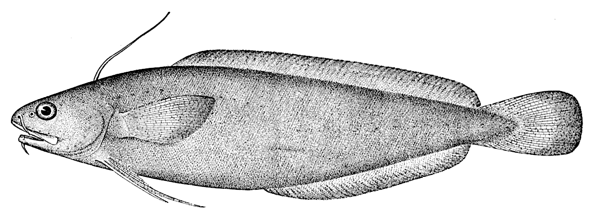 Threadfin Rockling  Gaidropsarus ensis