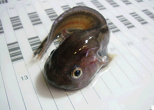 Gelatinous Snailfish juvenile