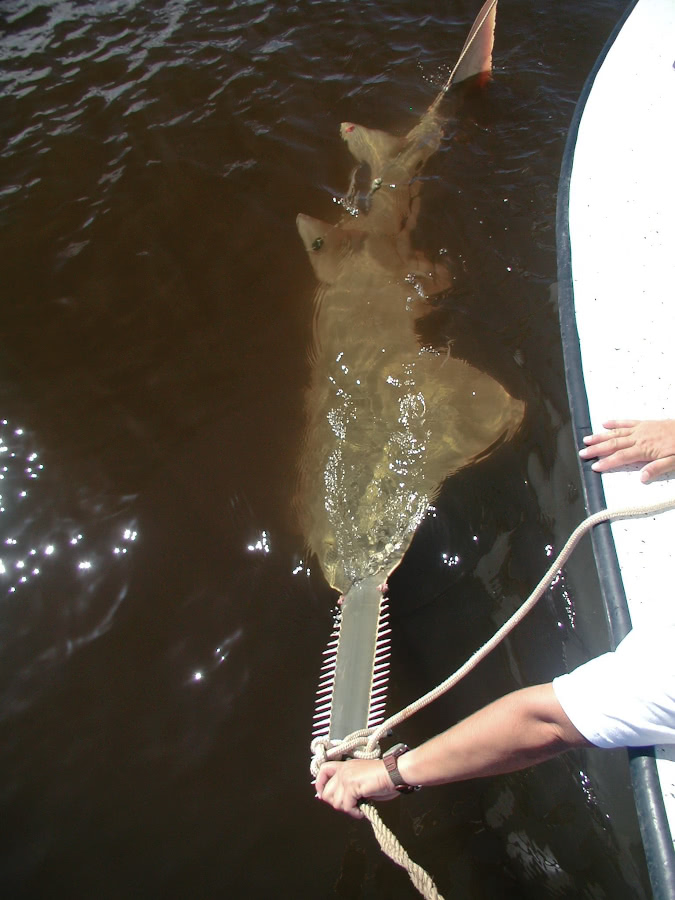 sawfish being tagged
