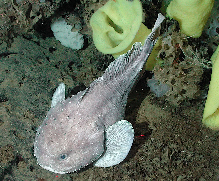 Deep-sea blob sculpin  Psychrolutes phrictus