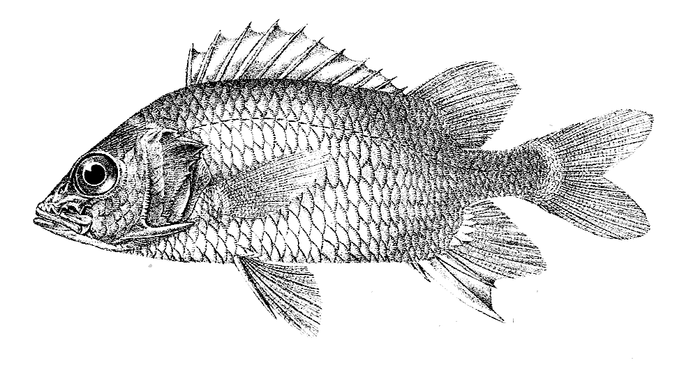 Silverspot squirrelfish  Holocentrum andamanense