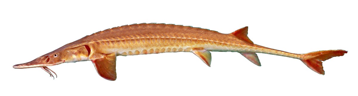 Alabama Sturgeon  Scaphyrhynchus suttkusi