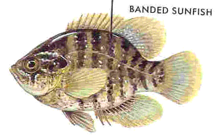 Banded Sunfish  Enneacanthus obesus