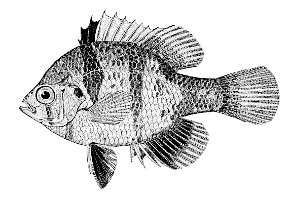 Black-Banded Sunfish  Enneacanthus chaetodon BW
