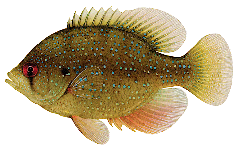 Bluespotted Sunfish  Enneacanthus gloriosus