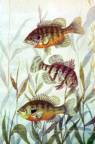 Common Sunfish  Black-Banded Sunfish  and Red-Breasted Sunfish