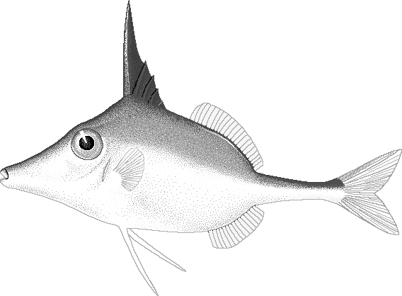 Short-nosed tripodfish  Triacanthus biaculeatus