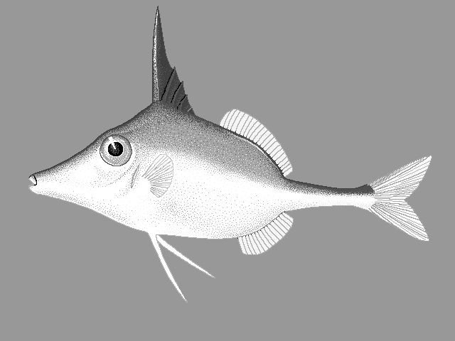 Short-nosed tripodfish  Triacanthus biaculeatus blueBG
