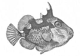 Starry triggerfish  Abalistes stellatus