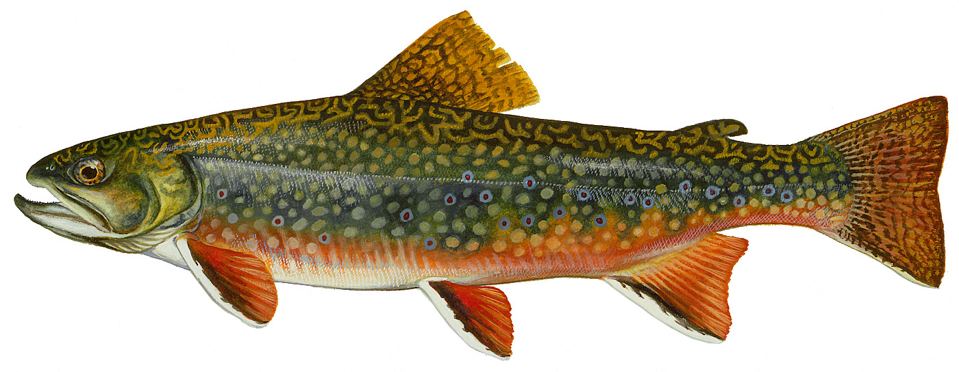 Brook trout illustrated