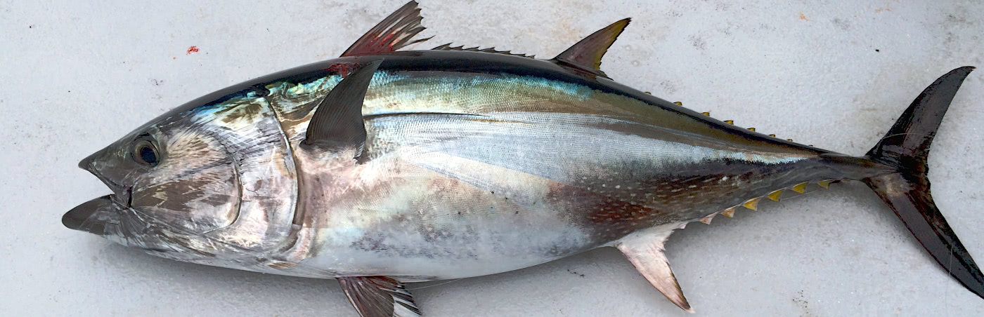 Pacific Bluefin caught