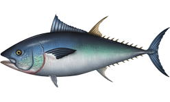 Pacific Bluefin tuna  Thunnus orientalis