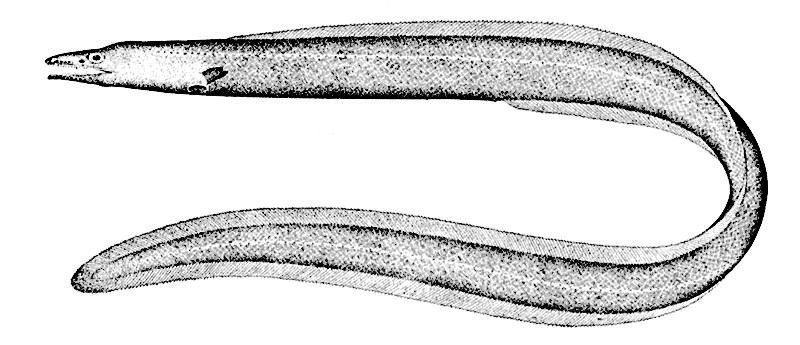 Cutthroat Eel  Ilyophis brunneus