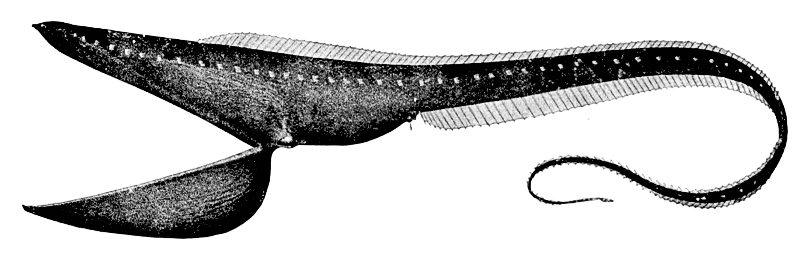 Gulper eel  Eurypharynx pelecanoides