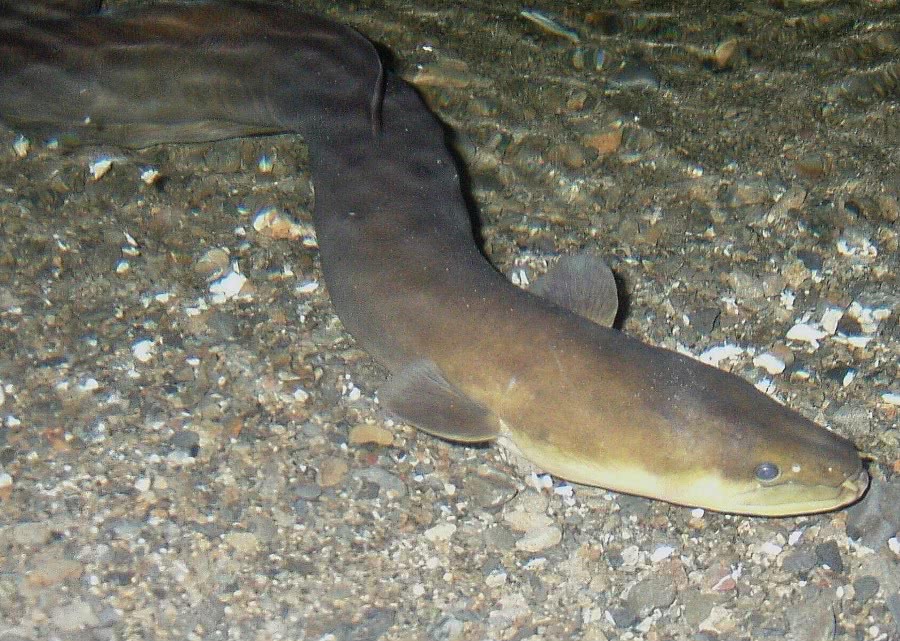 New Zealand longfin eel  Anguilla dieffenbachii