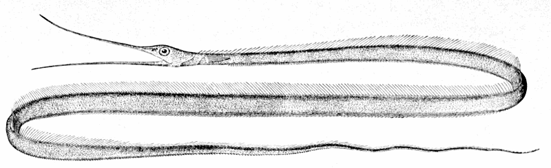 Snipe eel  Nemichthys scolopaceus