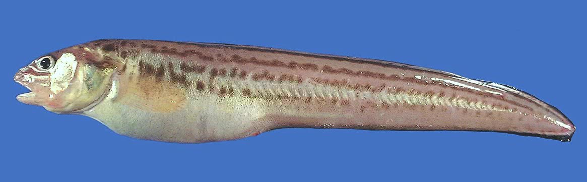 Crested cusk-eel  Ophidion josephi