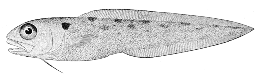 Polka-dot cusk eel  Otophidium omostigma