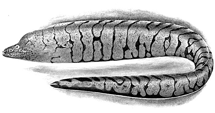 Y-patterned moray eel  Gymnothorax berndti