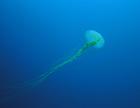 jellyfish/