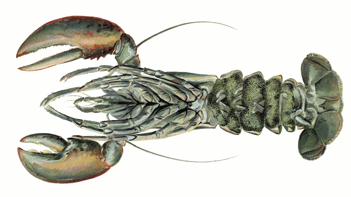 American lobster female with eggs