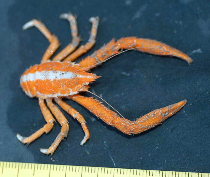 Squat lobster  Munidopsis tridentata