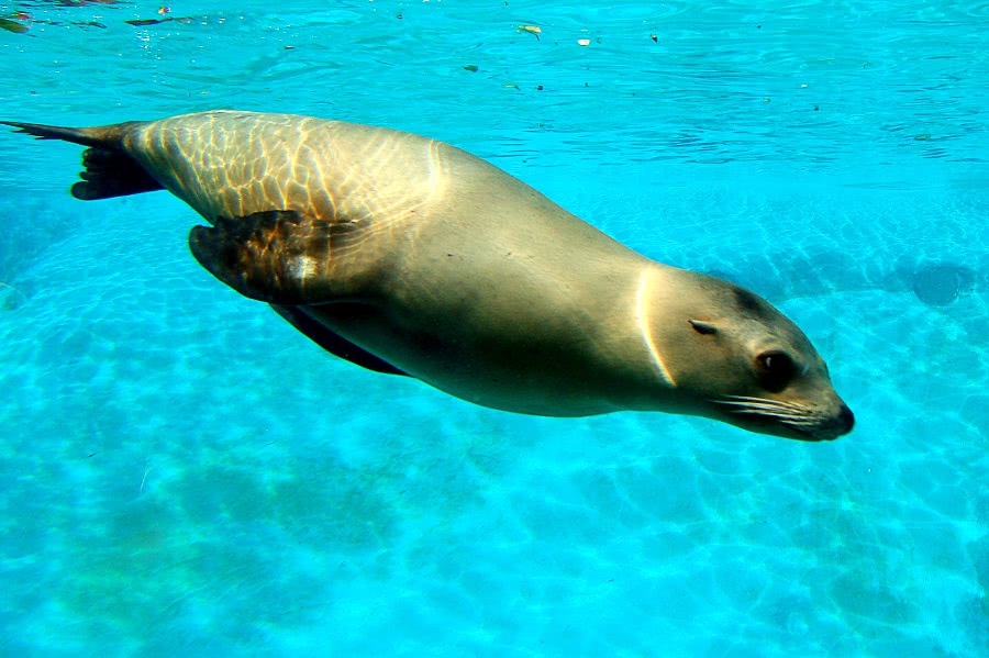 California Sea lion photo