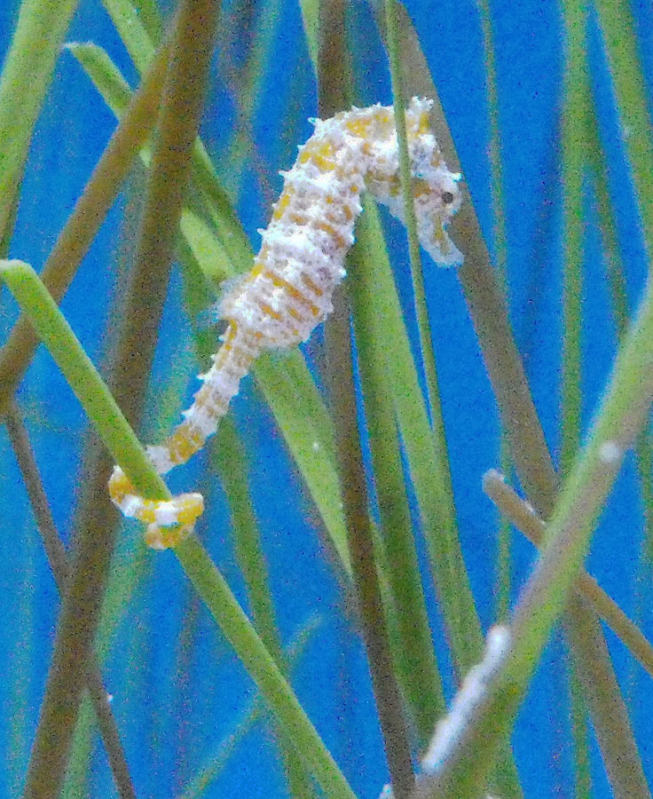 Seahorse  Hippocampus zosterae